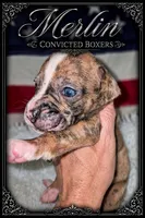 Merlin , a male Boxer for sale in Manistique, MI – 9 of 9