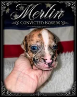 Merlin , a male Boxer for sale in Manistique, MI – 6 of 9