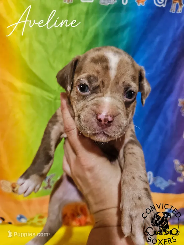 Aveline – Boxer puppy for sale in Manistique, MI