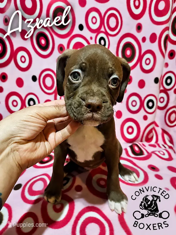 Azrael – Boxer puppy for sale in Manistique, MI