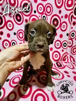 Azrael, a male Boxer for sale in Manistique, MI – 1 of 6