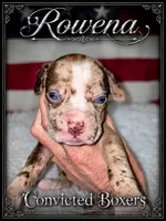 Rowena , a female Boxer for sale in Manistique, MI – 5 of 7