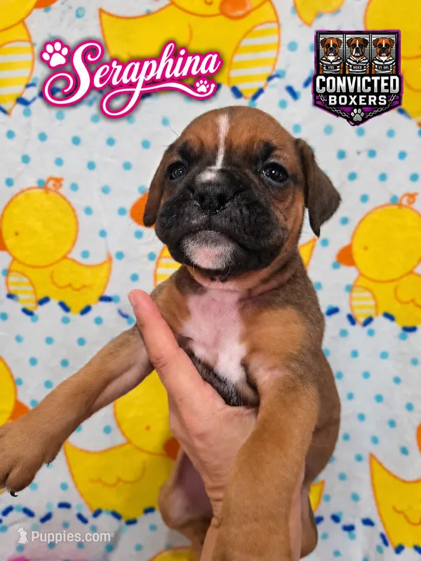 Seraphina – Boxer puppy for sale in Manistique, MI