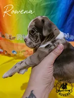 Rowena , a female Boxer for sale in Manistique, MI – 2 of 4