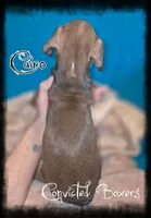 Cairo , a male Boxer for sale in Manistique, MI – 2 of 2