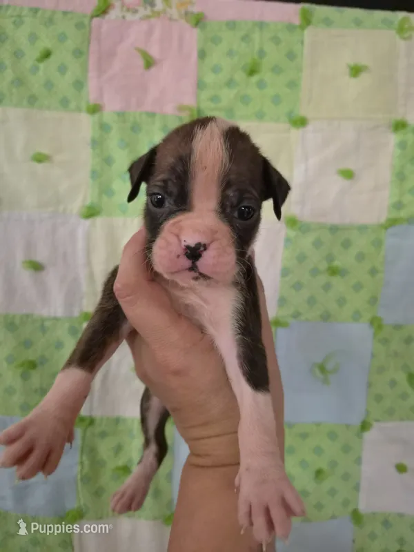 Octavia  – Boxer puppy for sale in Manistique, MI