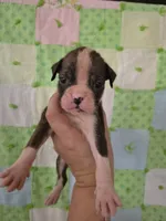 Octavia , a female Boxer for sale in Manistique, MI – 1 of 5