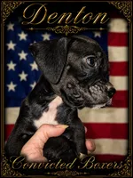 Denton , a male Boxer for sale in Manistique, MI – 2 of 8