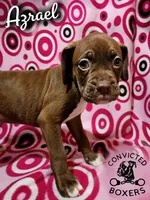 Azrael, a male Boxer for sale in Manistique, MI – 3 of 6