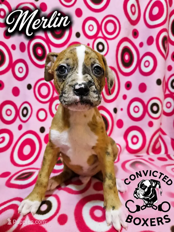 Merlin  – Boxer puppy for sale in Manistique, MI