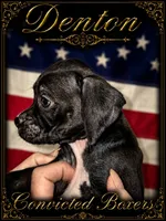 Denton , a male Boxer for sale in Manistique, MI – 6 of 8