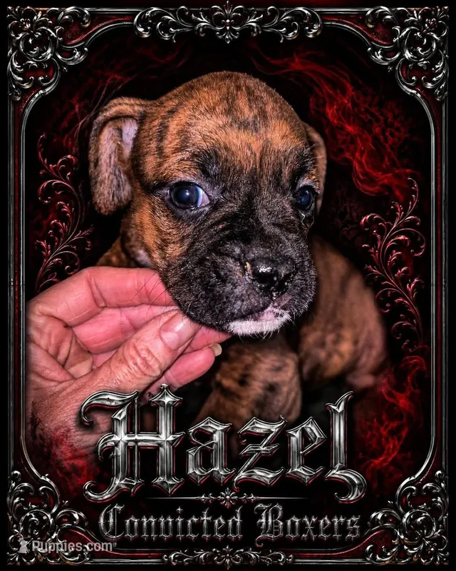 Hazel – Boxer puppy for sale in Manistique, MI