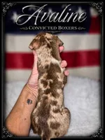 Aveline, a female Boxer for sale in Manistique, MI – 5 of 8