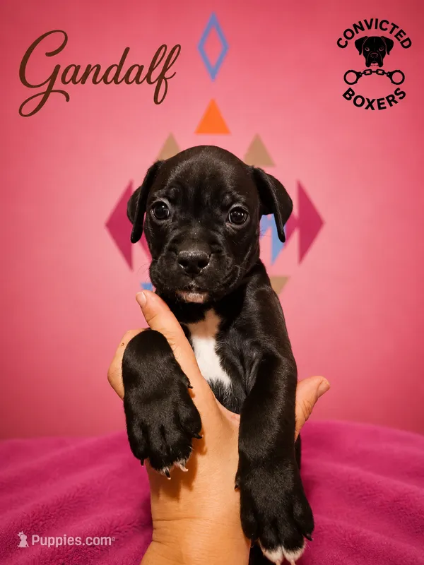 Gandalf  – Boxer puppy for sale in Manistique, MI
