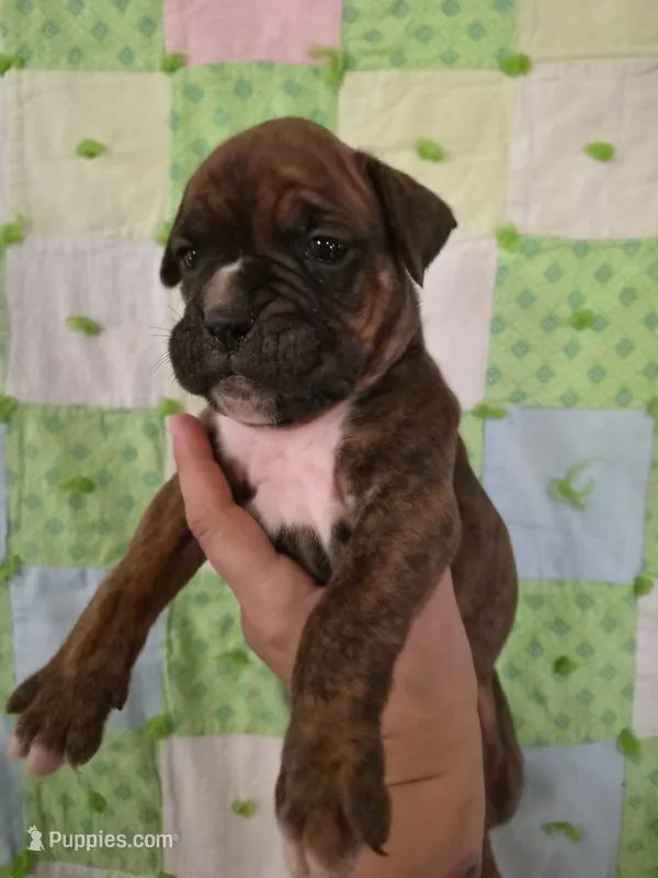 Lazarus  – Boxer puppy for sale in Manistique, MI