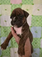 Lazarus , a male Boxer for sale in Manistique, MI – 1 of 5