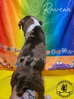 Rowena , a female Boxer for sale in Manistique, MI – 4 of 4