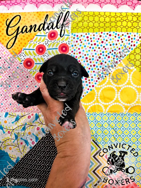 Gandalf  – Boxer puppy for sale in Manistique, MI