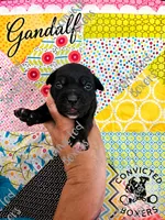 Gandalf , a male Boxer for sale in Manistique, MI – 1 of 2