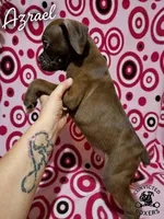 Azrael, a male Boxer for sale in Manistique, MI – 4 of 6