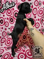 Albus, a male Boxer for sale in Manistique, MI – 4 of 6