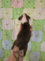 Octavia , a female Boxer for sale in Manistique, MI – 5 of 5