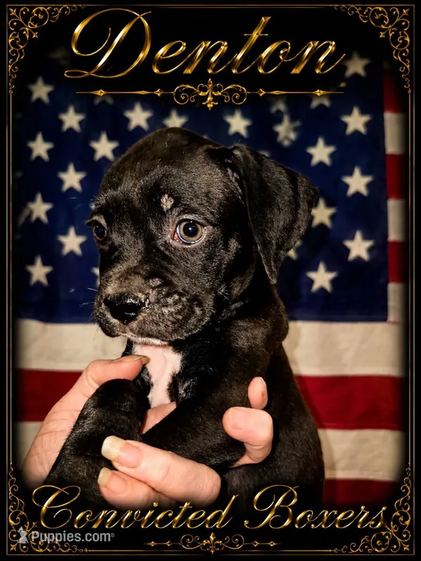 Denton  – Boxer puppy for sale in Manistique, MI