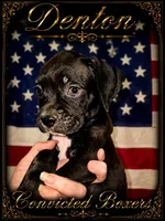 Denton , a male Boxer for sale in Manistique, MI – 1 of 8
