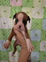 Desdemona, a female Boxer for sale in Manistique, MI – 1 of 5