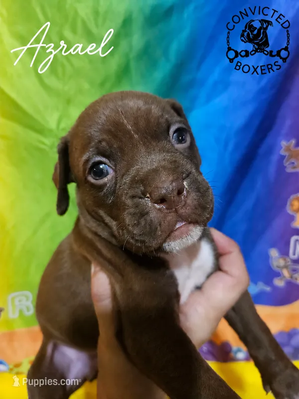 Azrael – Boxer puppy for sale in Manistique, MI