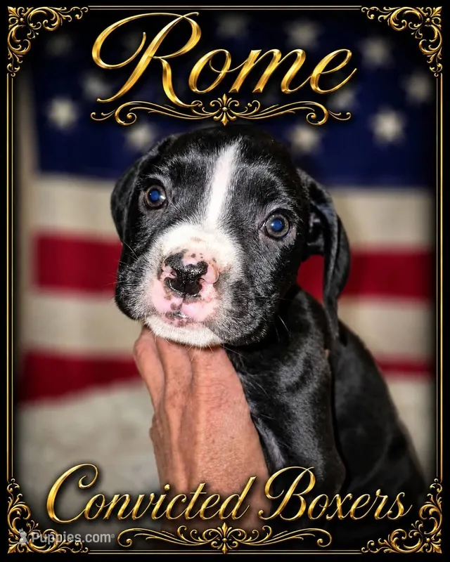 Rome – Boxer puppy for sale in Manistique, MI