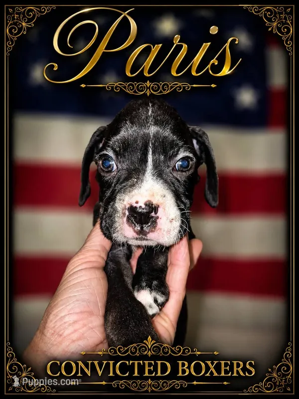 Paris  – Boxer puppy for sale in Manistique, MI