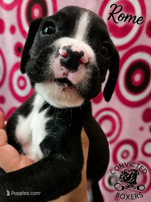 Rome – Boxer puppy for sale in Manistique, MI