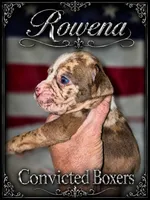 Rowena , a female Boxer for sale in Manistique, MI – 4 of 7