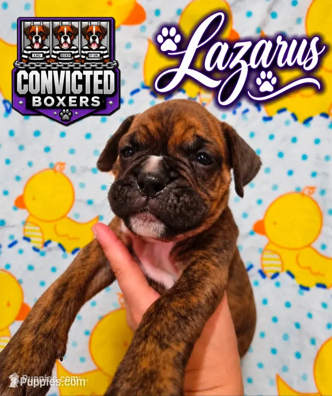 Lazarus  – Boxer puppy on hold in Manistique, MI