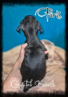 Paris , a female Boxer for sale in Manistique, MI – 2 of 2
