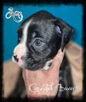 Rome, a male Boxer for sale in Manistique, MI – 2 of 2