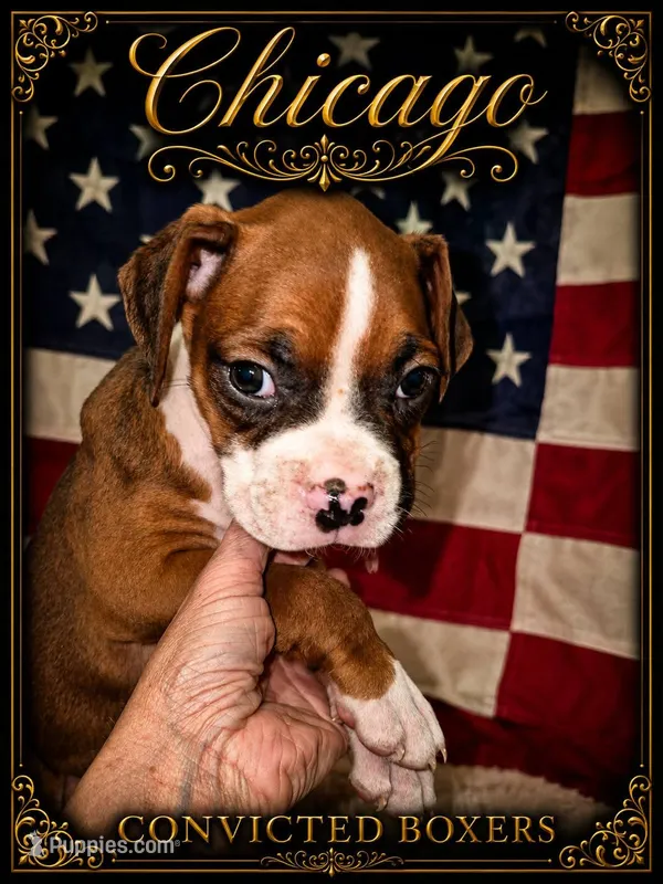 Chicago  – Boxer puppy for sale in Manistique, MI