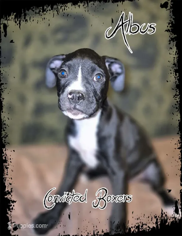 Albus – Boxer puppy for sale in Manistique, MI