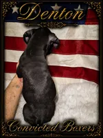 Denton , a male Boxer for sale in Manistique, MI – 4 of 8