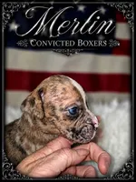 Merlin , a male Boxer for sale in Manistique, MI – 3 of 9