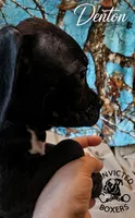 Denton , a male Boxer for sale in Manistique, MI – 4 of 6