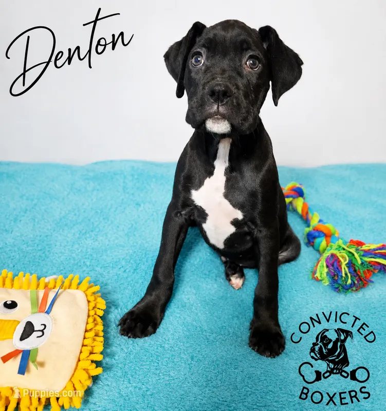 Denton  – Boxer puppy for sale in Manistique, MI