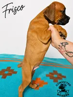Frisco , a male Boxer for sale in Manistique, MI – 4 of 5