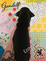 Gandalf , a male Boxer for sale in Manistique, MI – 2 of 2