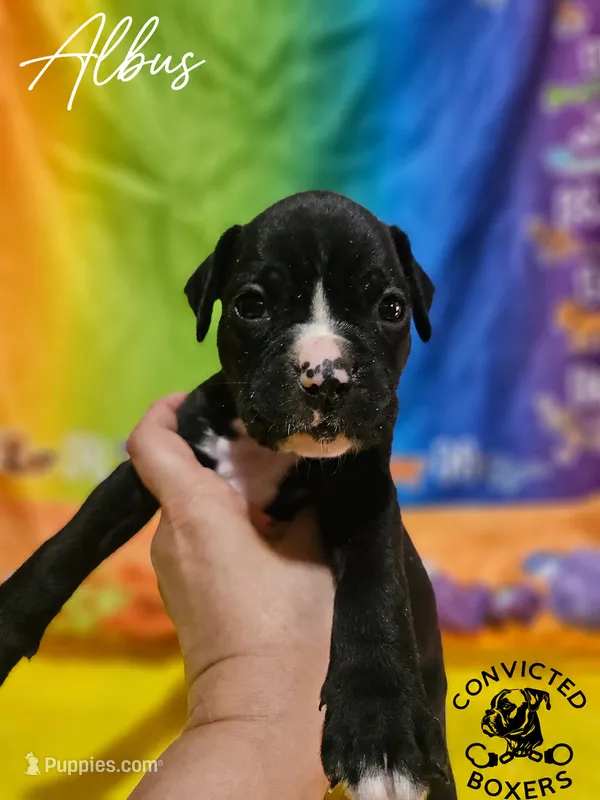Albus – Boxer puppy for sale in Manistique, MI