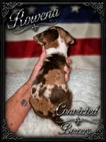 Rowena , a female Boxer for sale in Manistique, MI – 7 of 7