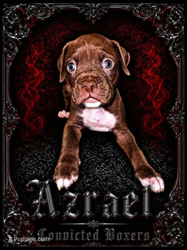 Azrael – Boxer puppy for sale in Manistique, MI