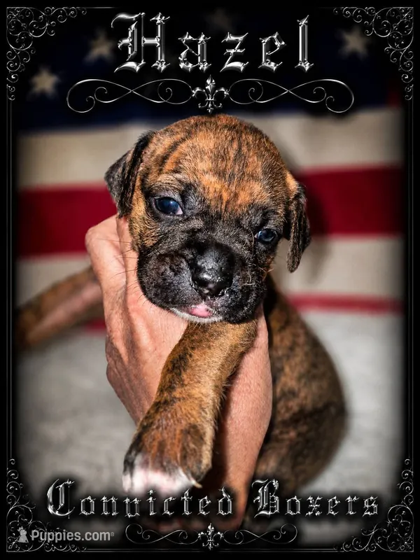 Hazel – Boxer puppy for sale in Manistique, MI