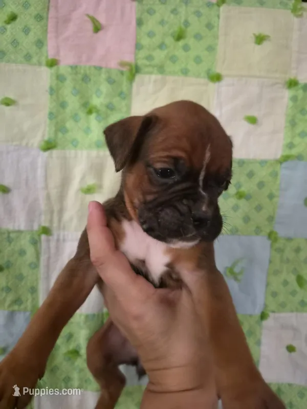 Seraphina – Boxer puppy for sale in Manistique, MI
